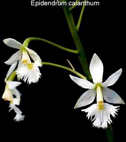 Epidendrum calanthum